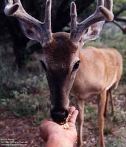 Buck eating out of hand